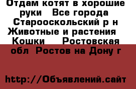 Отдам котят в хорошие руки - Все города, Старооскольский р-н Животные и растения » Кошки   . Ростовская обл.,Ростов-на-Дону г.